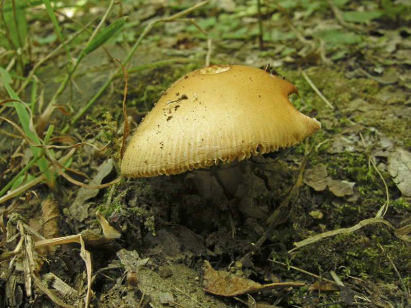 Uova sode o Amanitopsis?